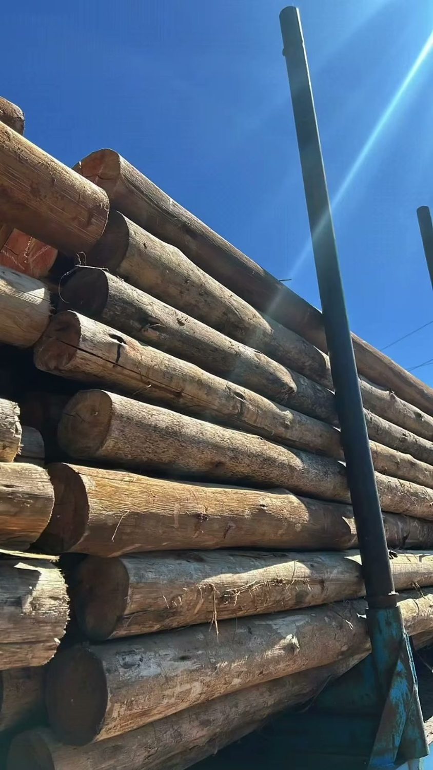 Postes de eucalipto apilados